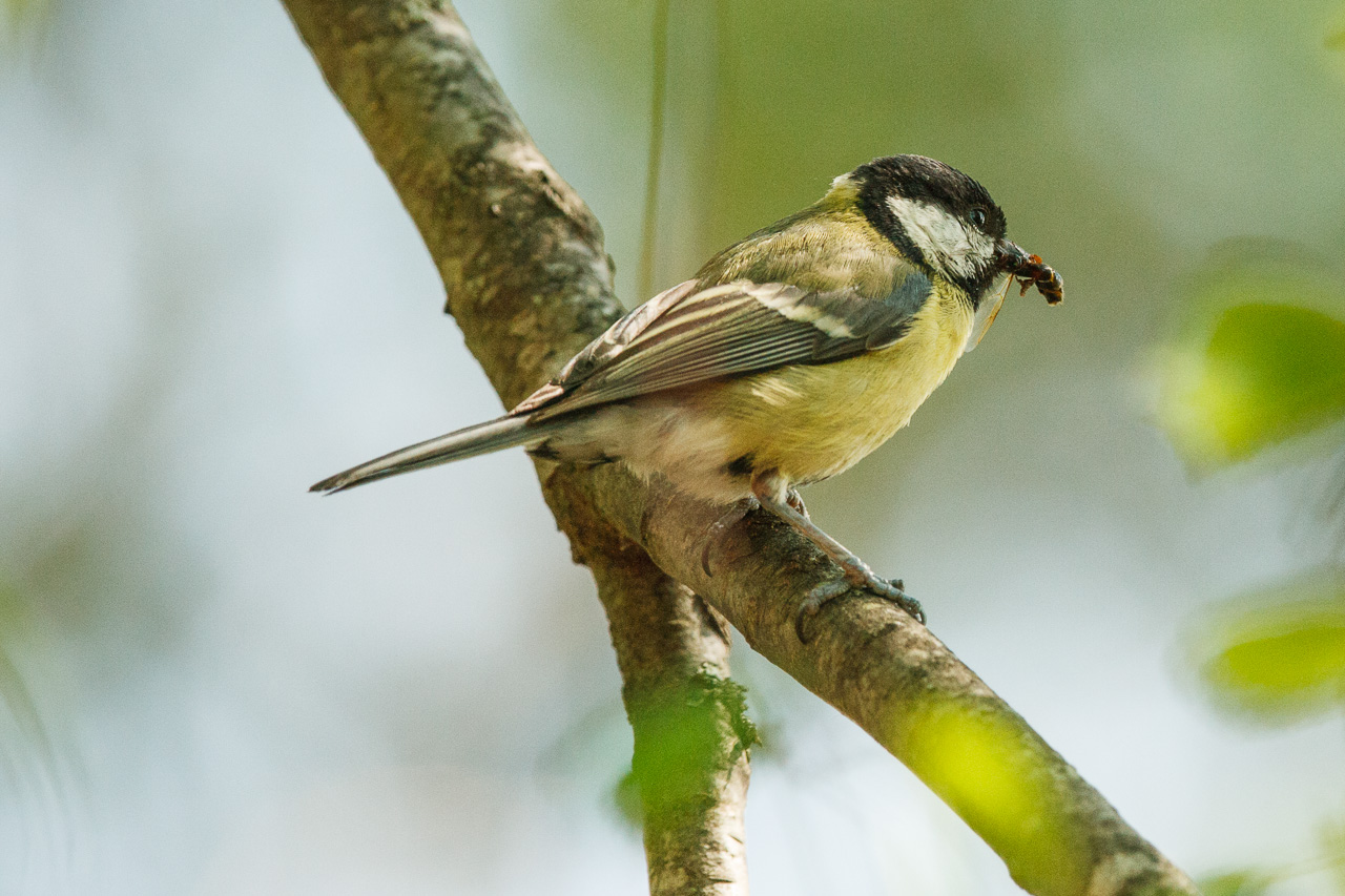 Great tit feeding their young